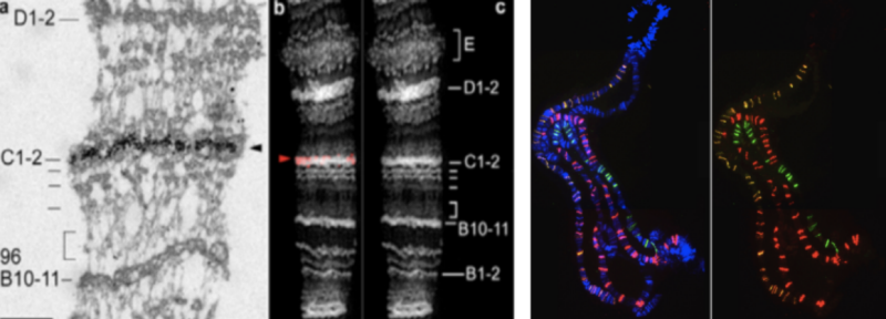 Visual Language of Chromatin Architecture